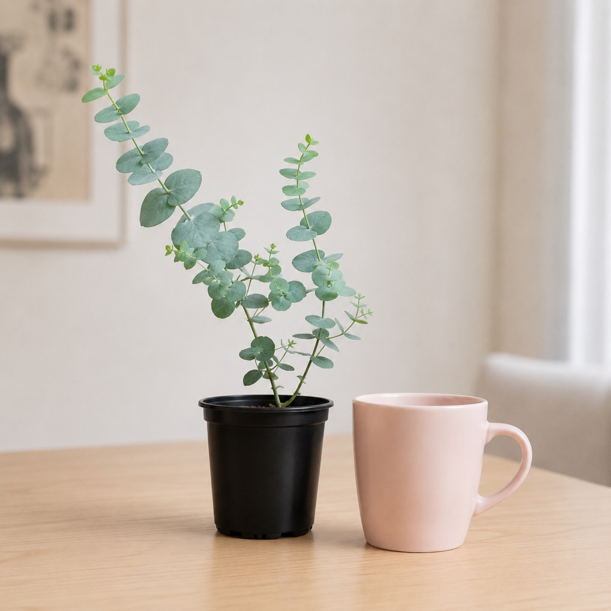 Eucalyptus cinerea Silver Dollar with soft silvery-green rounded foliage growing upright in a nursery pot