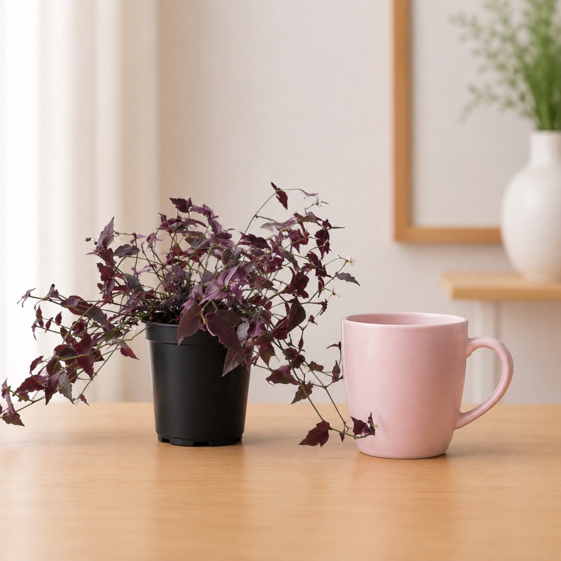 Gibasis geniculata Bridal Veil Plant with trailing purple foliage and delicate white flowers in a nursery pot
