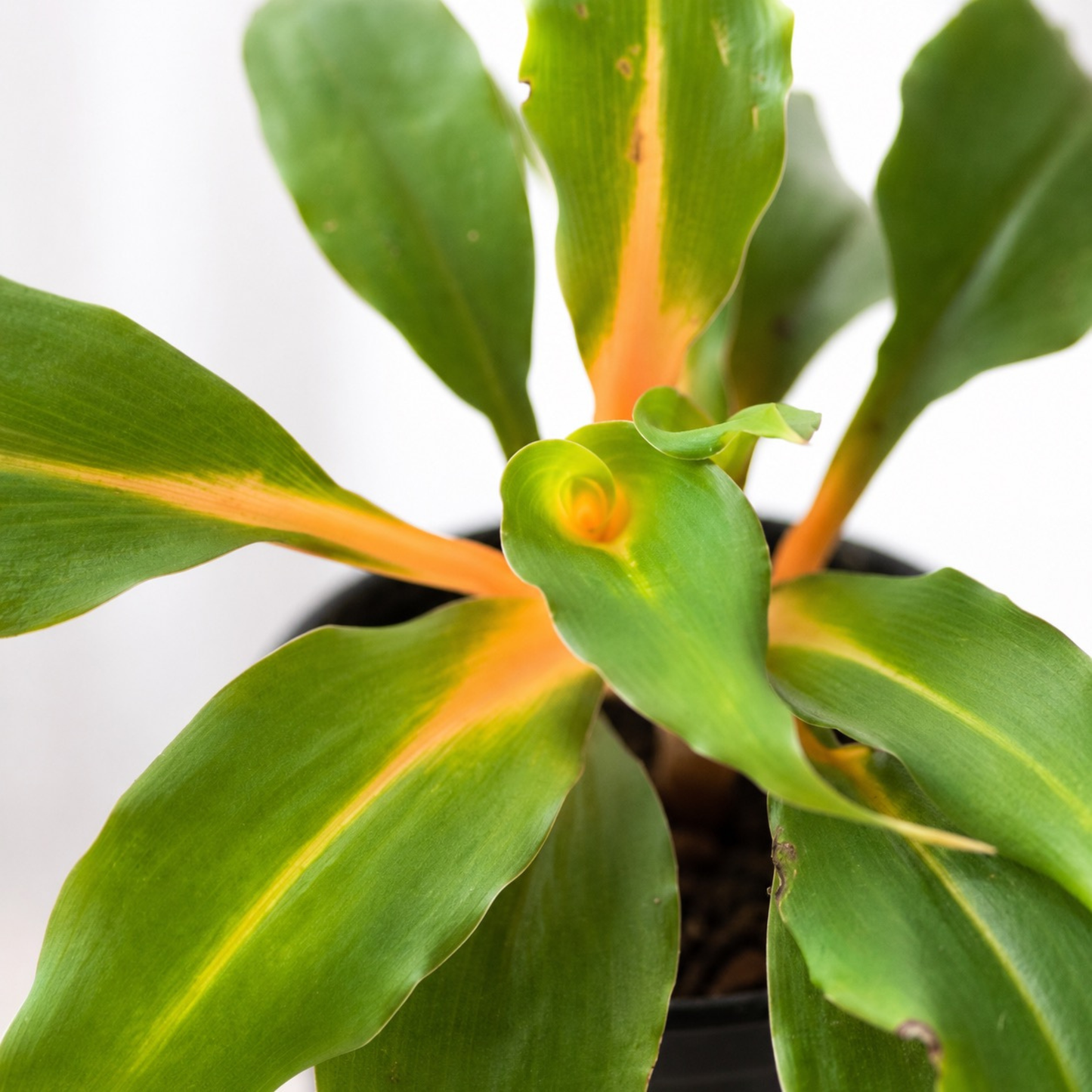 Chlorophytum amaniense Fire Flash Spider Plant with bright green leaves and vivid orange stems emerging from the center
