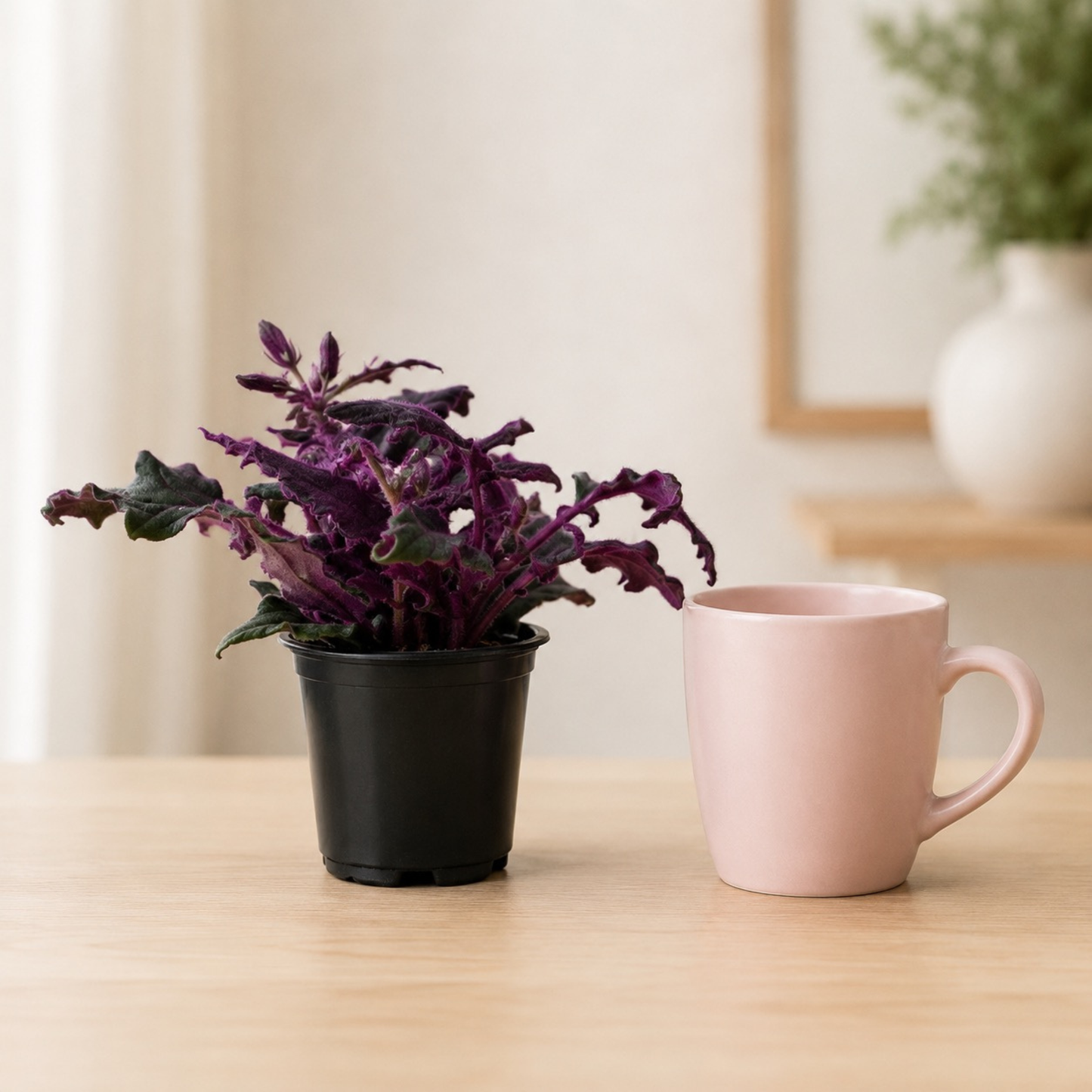 Purple Passion Plant (Gynura aurantiaca) with velvety green foliage covered in vivid purple hairs growing in a black nursery pot.