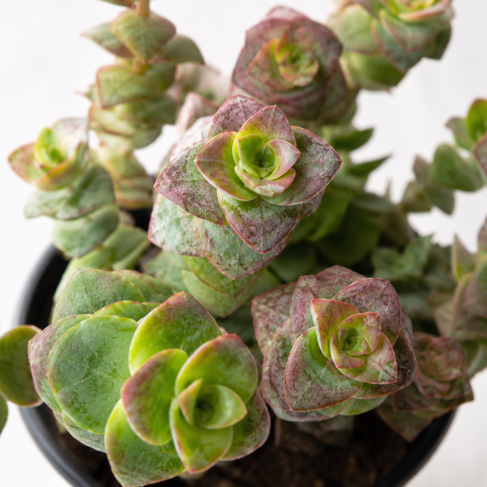 Crassula perforata String of Buttons succulent with stacked green leaves and soft pink edging growing in a black nursery pot
