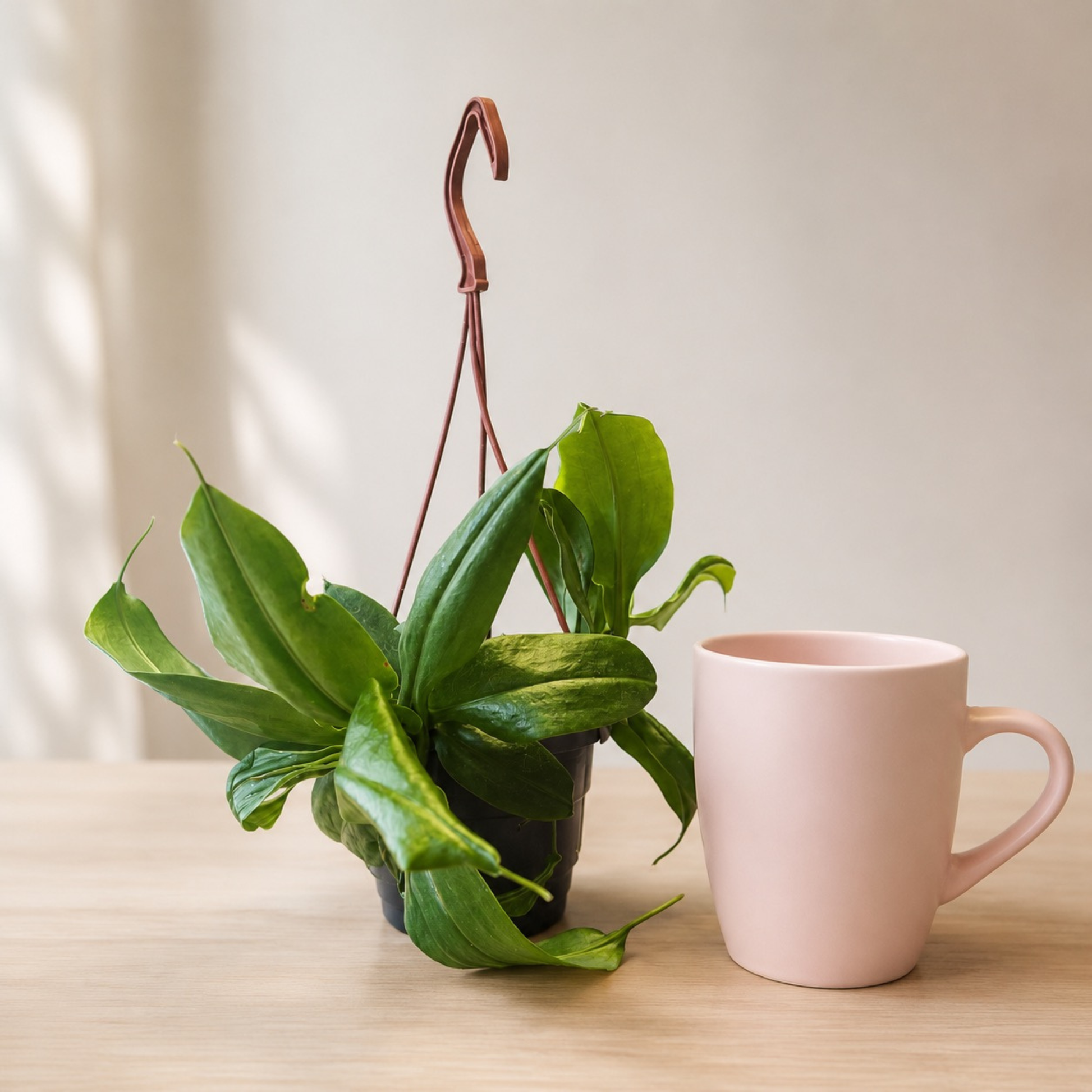 Nepenthes tropical pitcher plant with long green leaves and developing pitchers growing in a hanging basket beside coffee mug