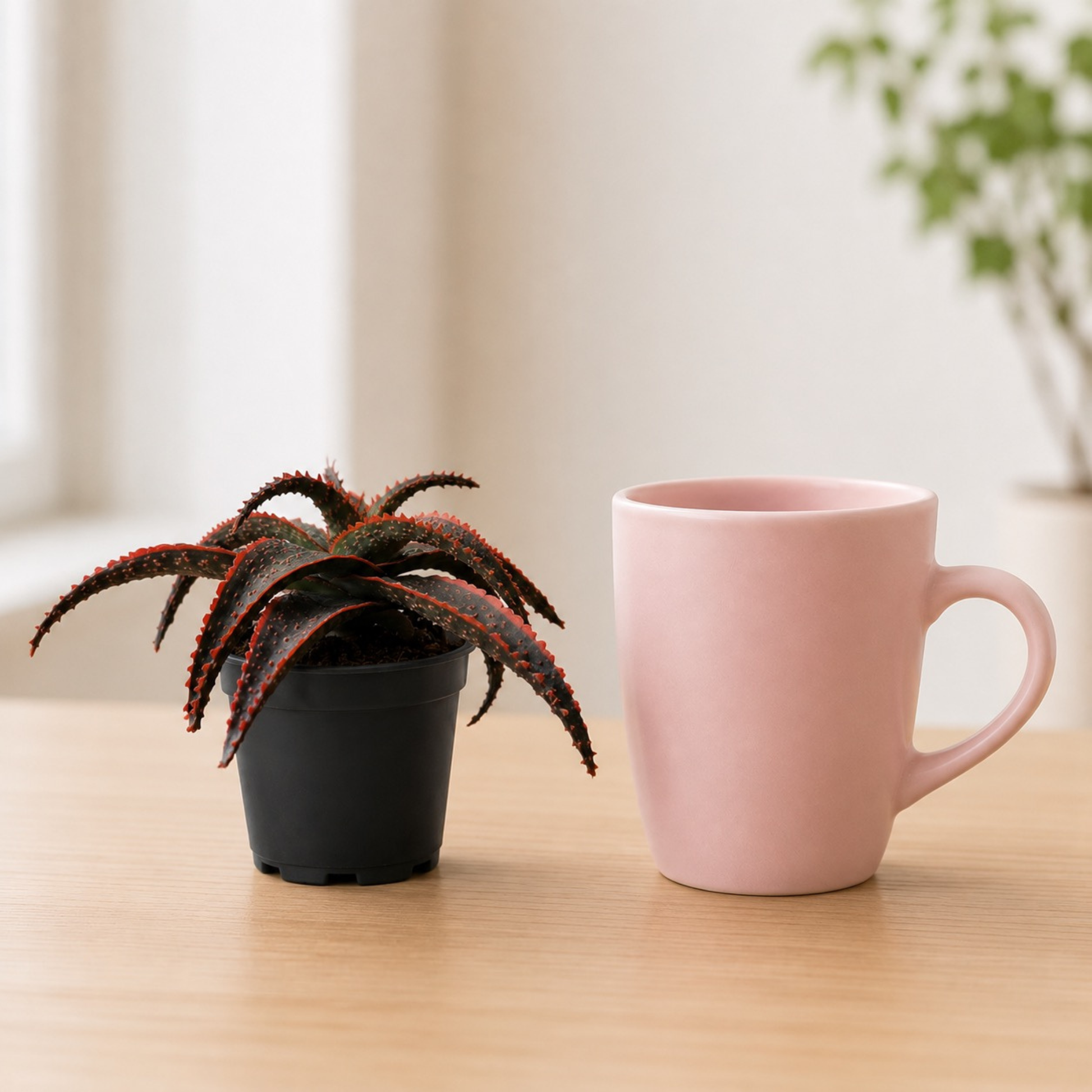 Aloe 'Christmas Carol' succulent with textured green foliage, raised red bumps, and vivid red edges in a black nursery pot