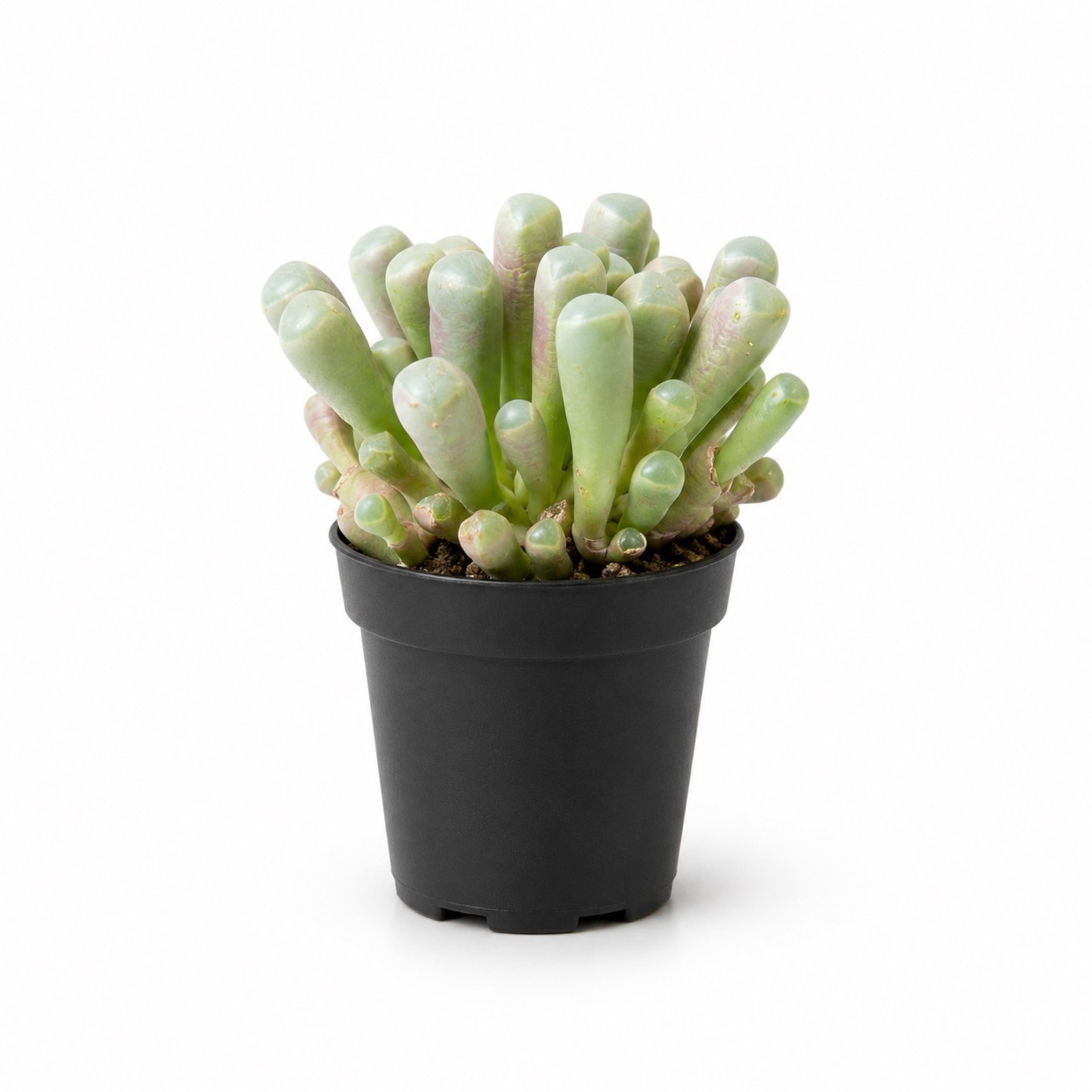 Fenestraria rhopalophylla succulent known as Baby Toes with plump pale green leaves showing soft pink-purple tones in a black nursery pot