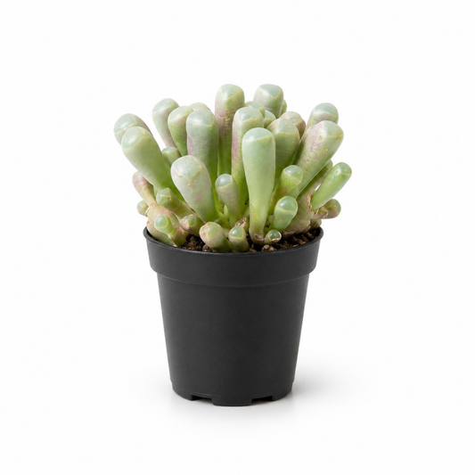 Fenestraria rhopalophylla succulent known as Baby Toes with plump pale green leaves showing soft pink-purple tones in a black nursery pot