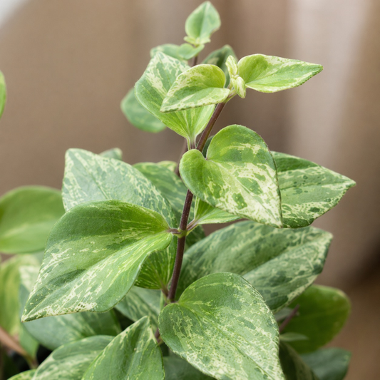 Aeschynanthus bicolor 'Variegata' Lipstick Plant with glossy green foliage and creamy variegation growing in a black nursery pot
