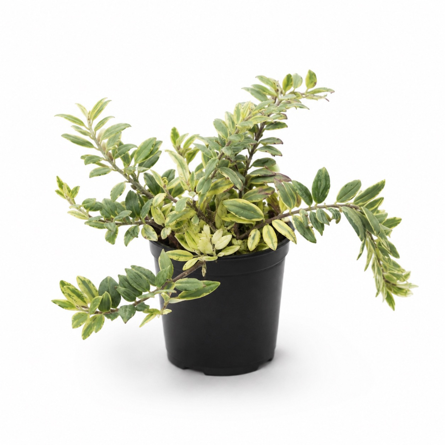 Aeschynanthus 'Variegata' Lipstick Plant with glossy green foliage and creamy variegation growing in a black nursery pot