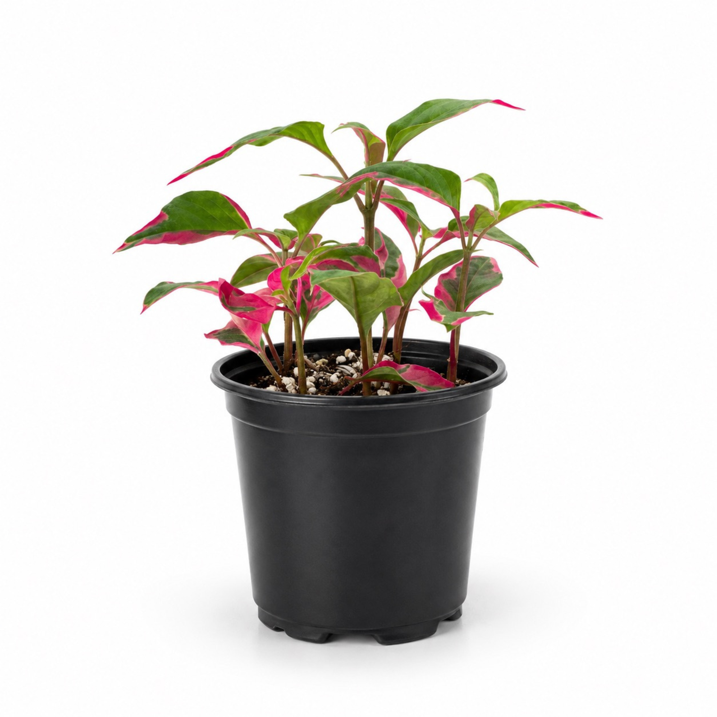 Alternanthera 'Party Time' plant with vibrant green foliage splashed with bright pink variegation