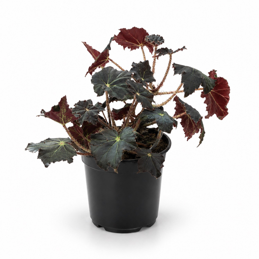 Begonia 'Virbob' (Rex Begonia) featuring dramatic dark nearly black textured foliage with burgundy undersides and fuzzy stems in a nursery pot.