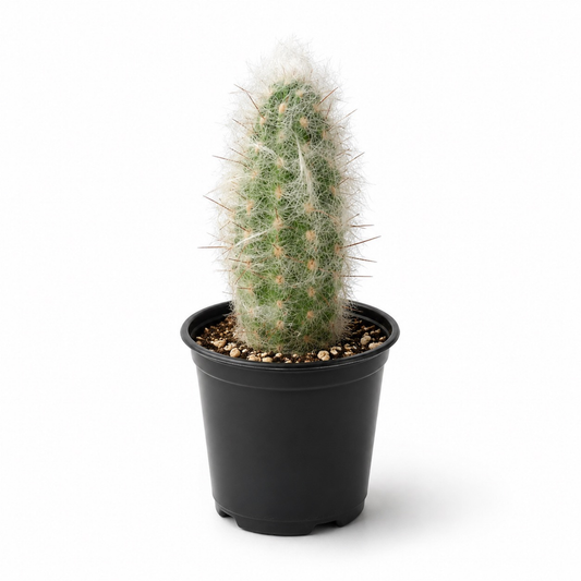 Oreocereus trollii cactus with soft white hair-like spines and upright green growth in a black nursery pot