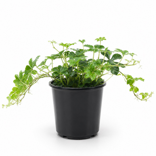 Parthenocissus striata Sugar Vine with glossy green divided foliage in a nursery pot
