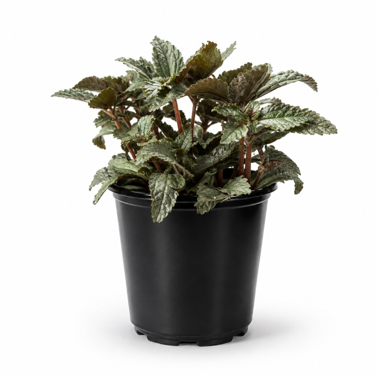 Pilea spruceana Silver Tree plant with textured metallic silver-green foliage and reddish stems in a black nursery pot