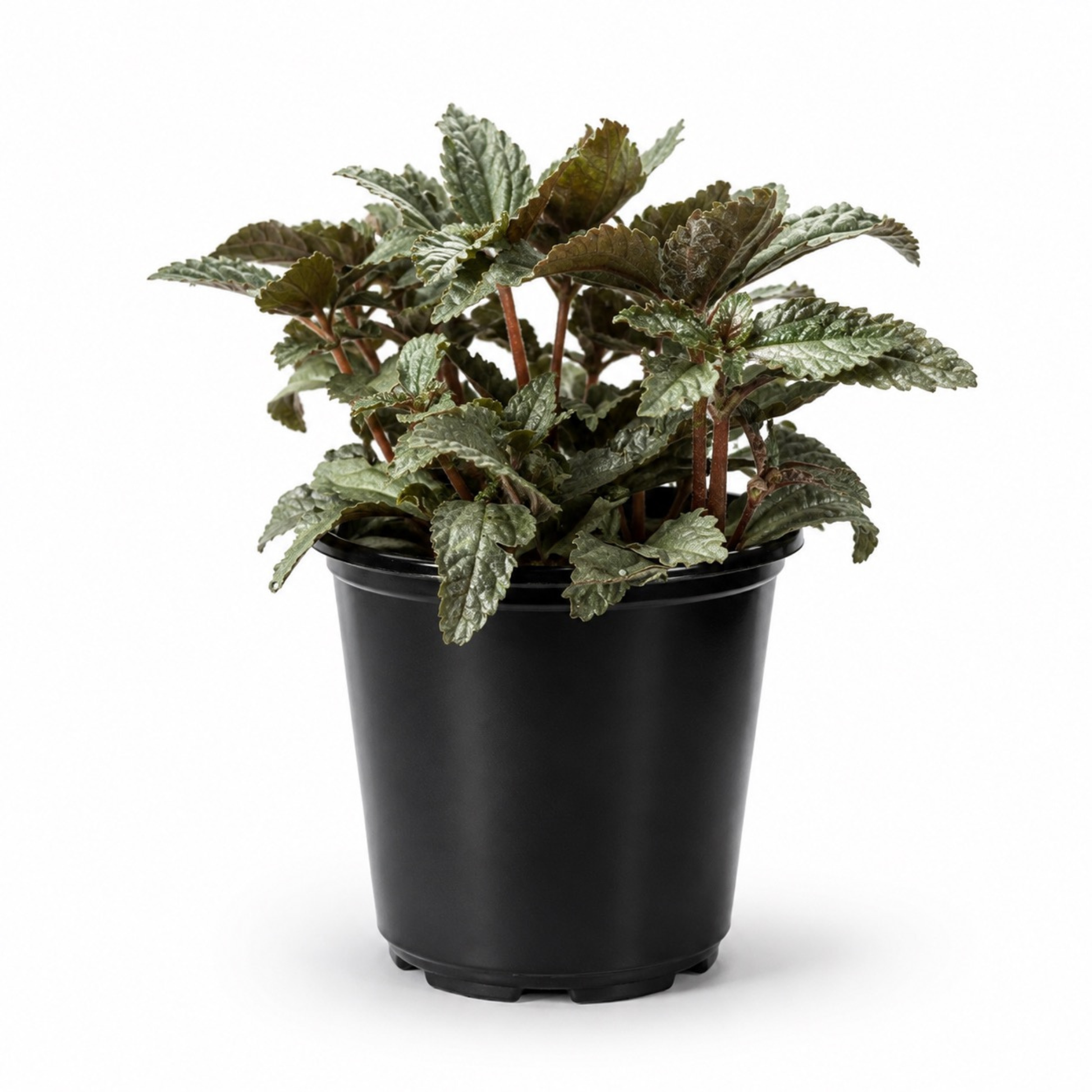 Pilea spruceana Silver Tree plant with textured metallic silver-green foliage and reddish stems in a black nursery pot