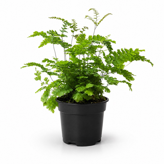 Rosy Maidenhair Fern with delicate segmented fronds, dark stems, and pale bronze emerging growth.