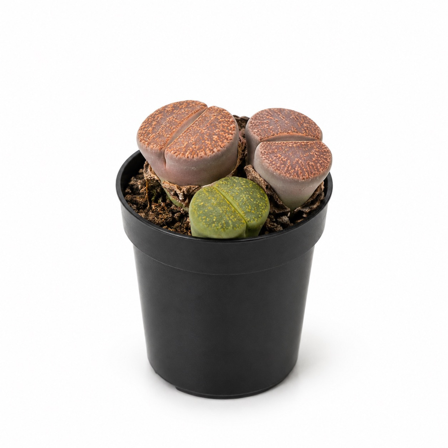 1.5" Lithops succulent known as Living Stones with patterned stone-like leaves in shades of brown and green growing in a black nursery pot