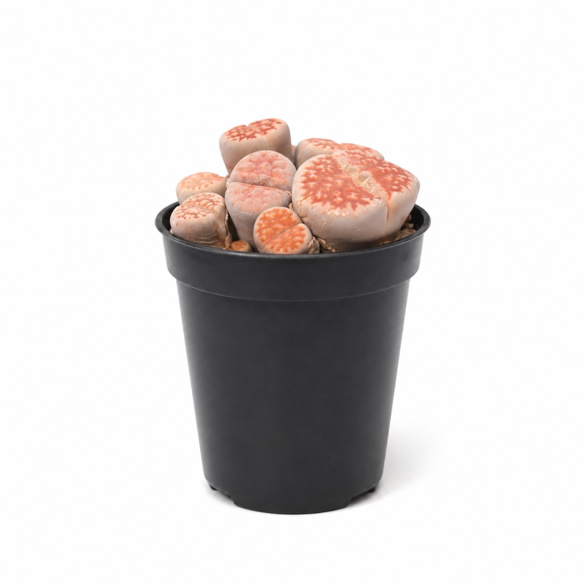 2.5" Lithops succulent known as Living Stones with patterned stone-like leaves in shades of brown and green growing in a black nursery pot