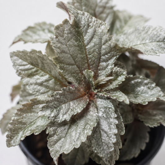 Pilea spruceana Silver Tree plant with textured metallic silver-green foliage and reddish stems in a black nursery pot