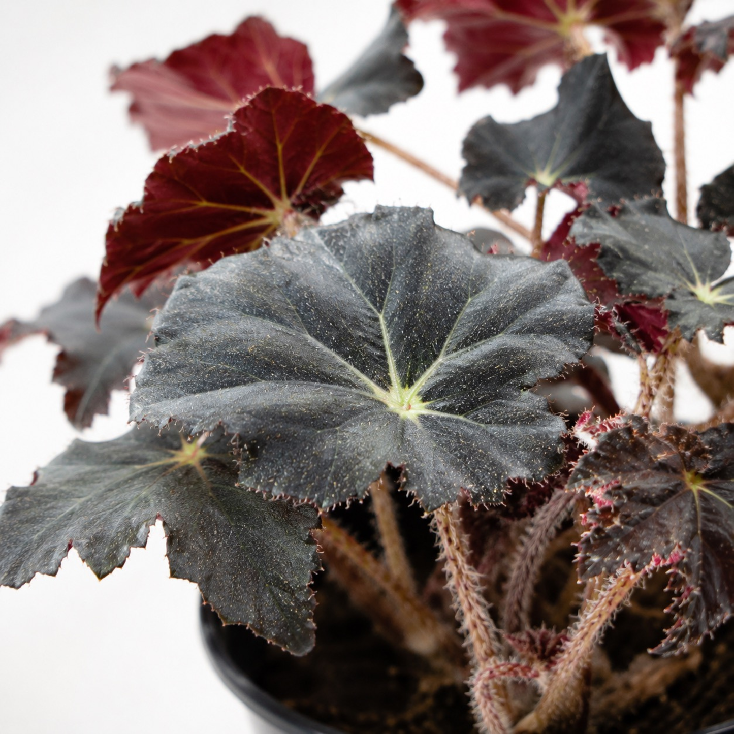 Begonia 'Virbob' (Rex Begonia) featuring dramatic dark nearly black textured foliage with burgundy undersides and fuzzy stems in a nursery pot.