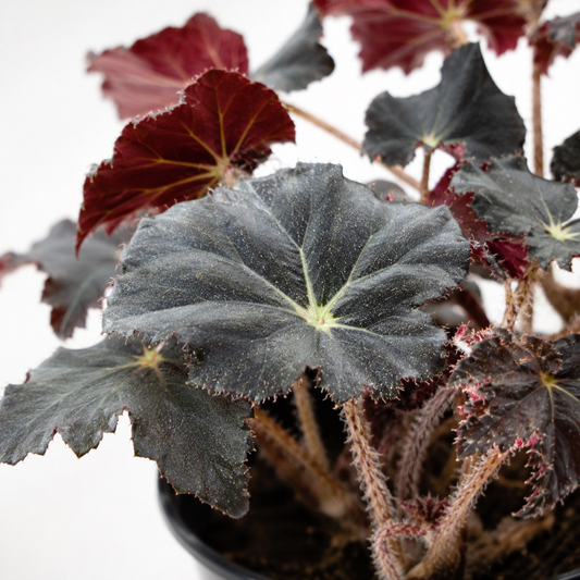 Begonia 'Virbob' (Rex Begonia) featuring dramatic dark nearly black textured foliage with burgundy undersides and fuzzy stems in a nursery pot.