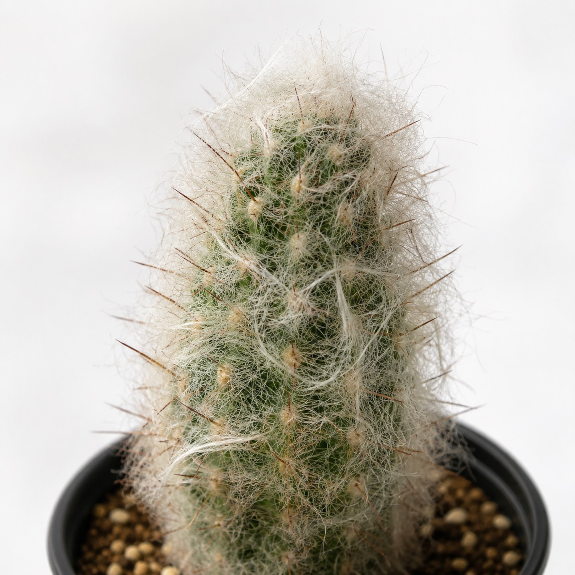 Oreocereus trollii cactus with soft white hair-like spines and upright green growth in a black nursery pot