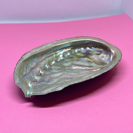 Abalone Shell