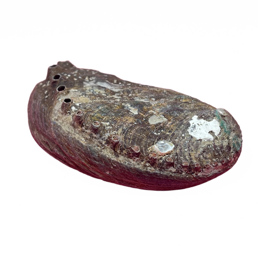 Abalone Shell