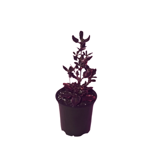 Coprosma (Mirror Bush) 'Eclipse'
