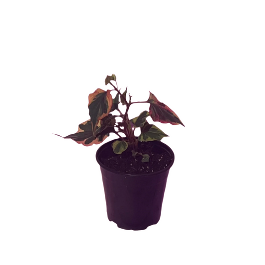 Houttuynia Cordata (Chameleon) 'Variegata'
