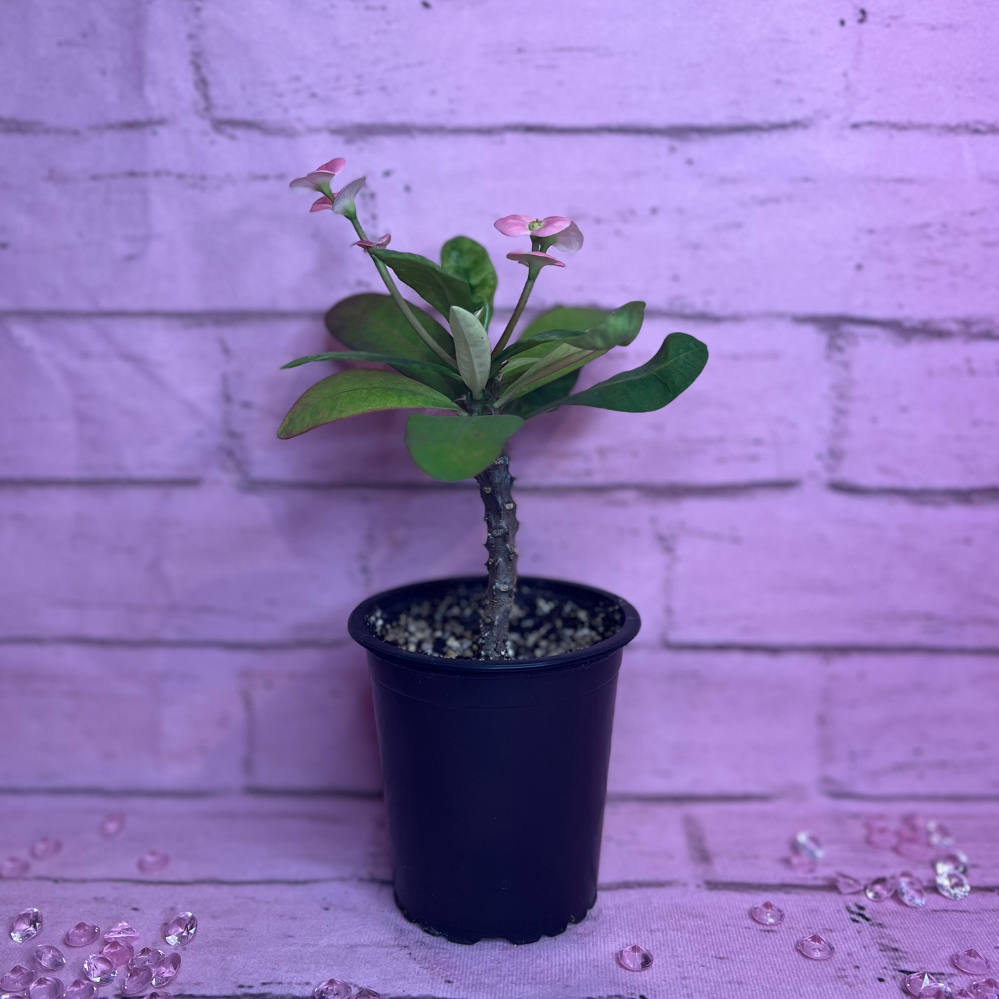 Euphorbia Milii (Crown of Thorns) - Pink