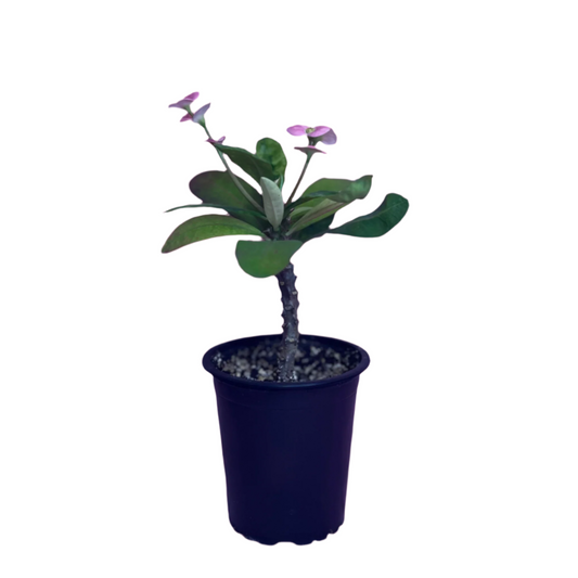 Euphorbia Milii (Crown of Thorns) Pink