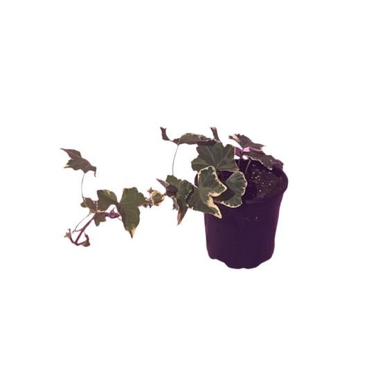 Hedera Helix (English Ivy) 'Variegata'