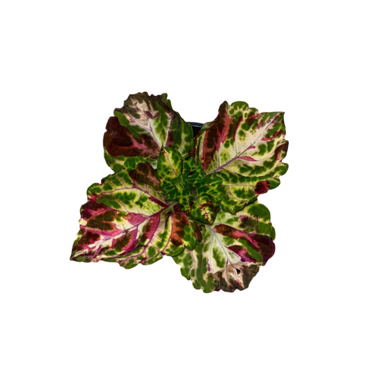 Coleus 'Kong Mosaic'