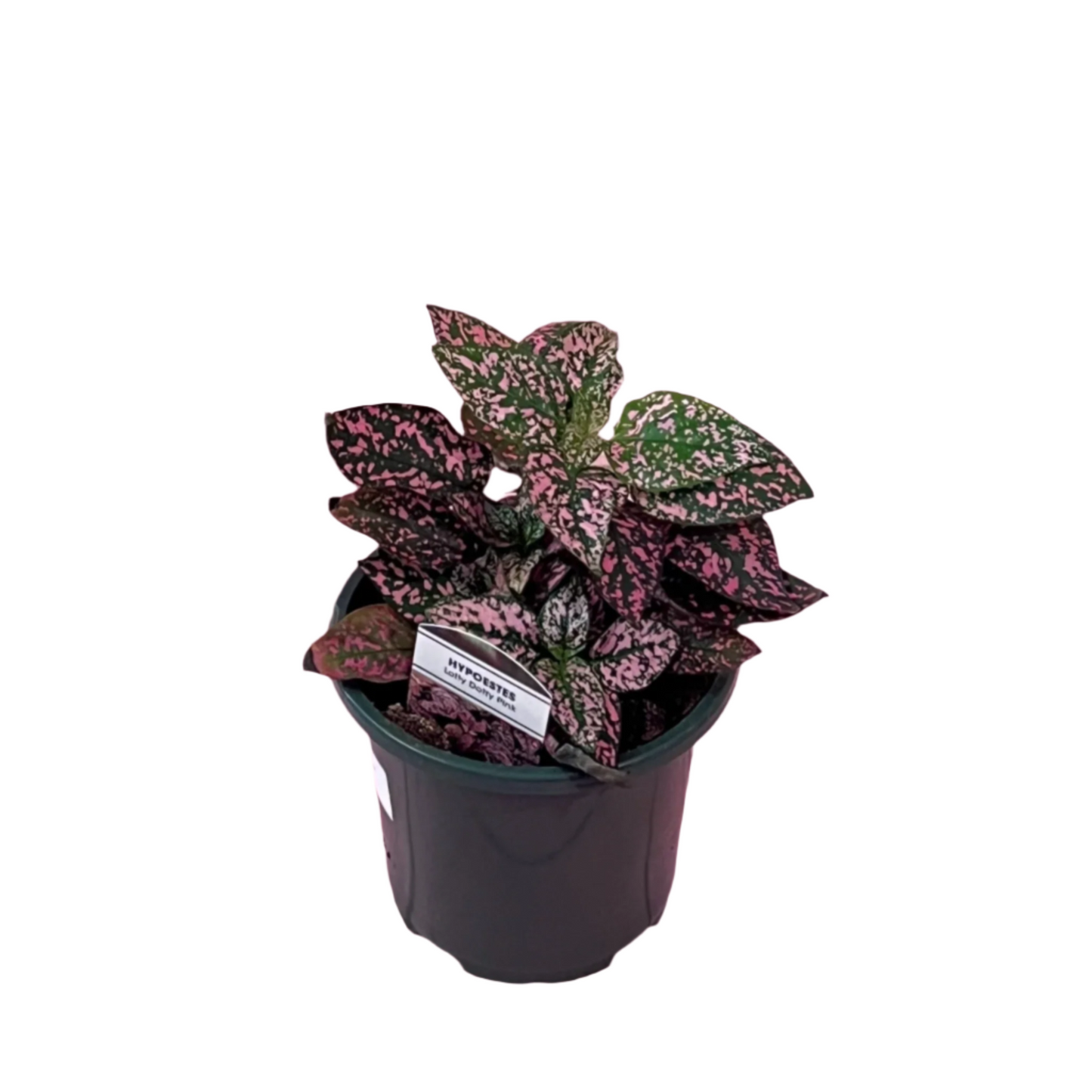 Hypoestes 'Polka Dot' (Pink)