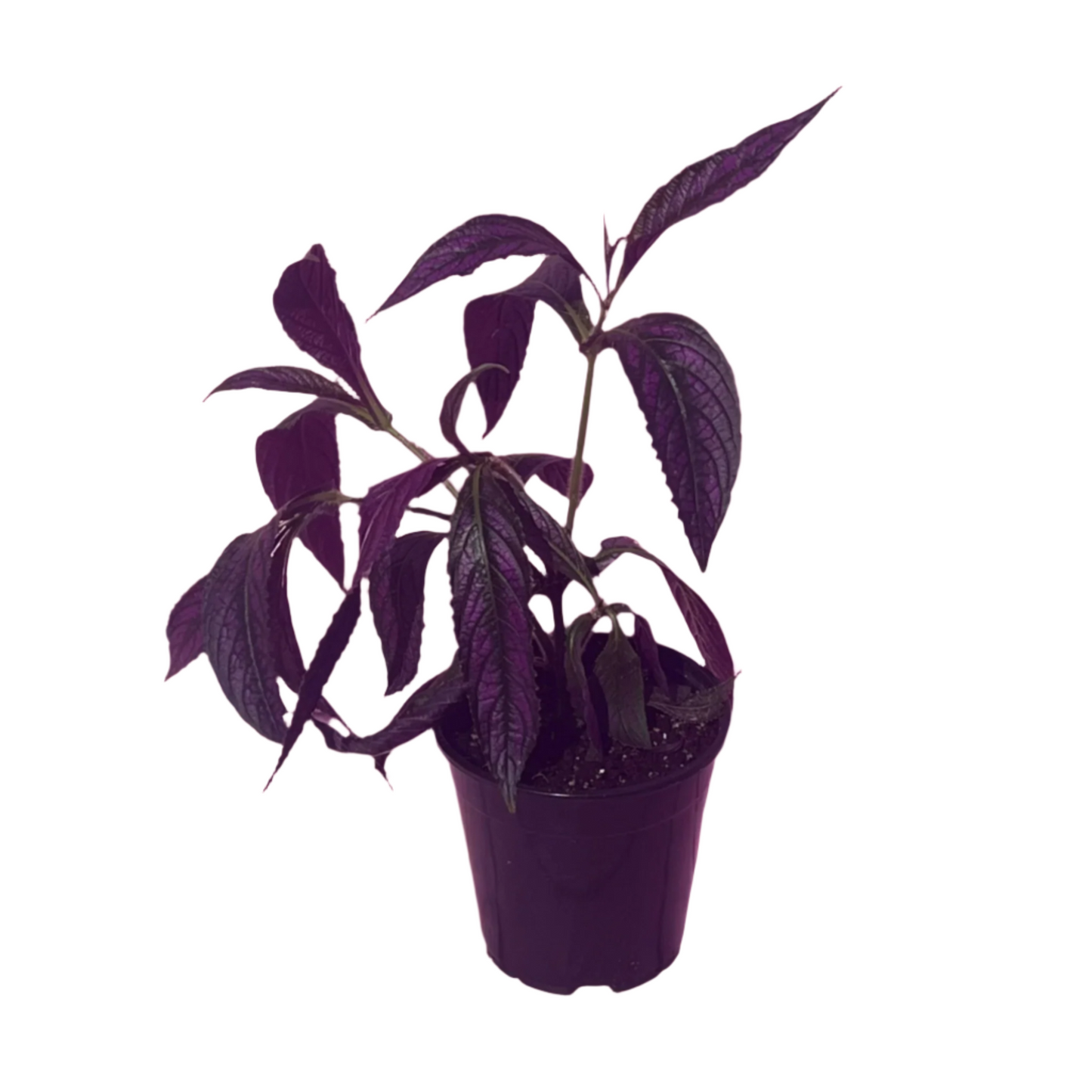 Strobilanthes Dyeriana (Persian Shield)