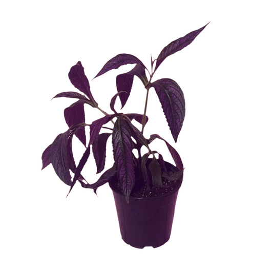 Strobilanthes Dyeriana (Persian Shield)