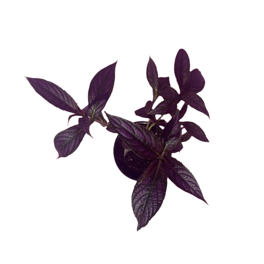 Strobilanthes Dyeriana (Persian Shield)