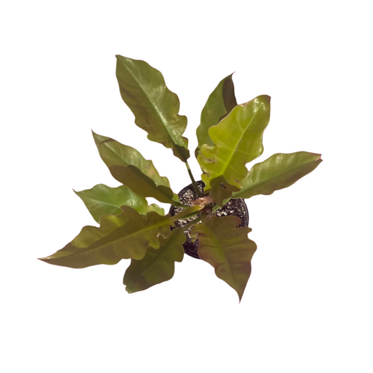 Philodendron 'Golden Narrow'