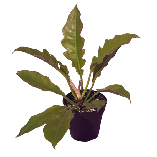 Philodendron 'Golden Narrow'