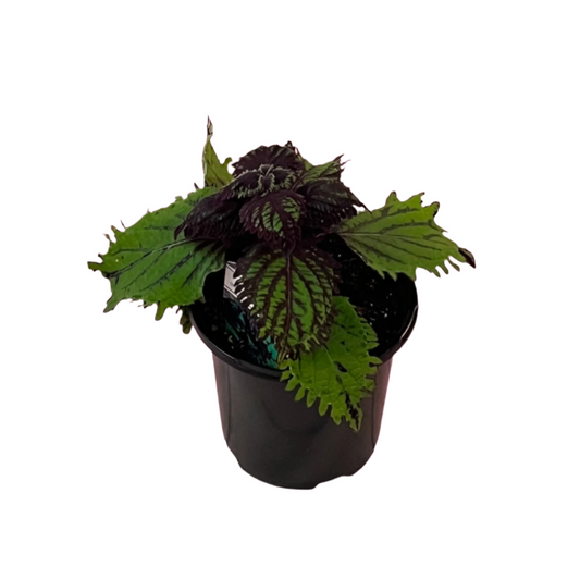 Coleus 'Under The Sea Fish Net'