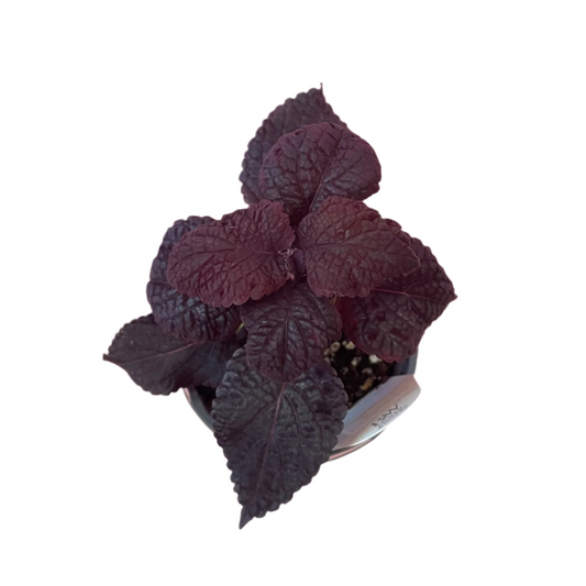 Coleus 'Newly Noir'