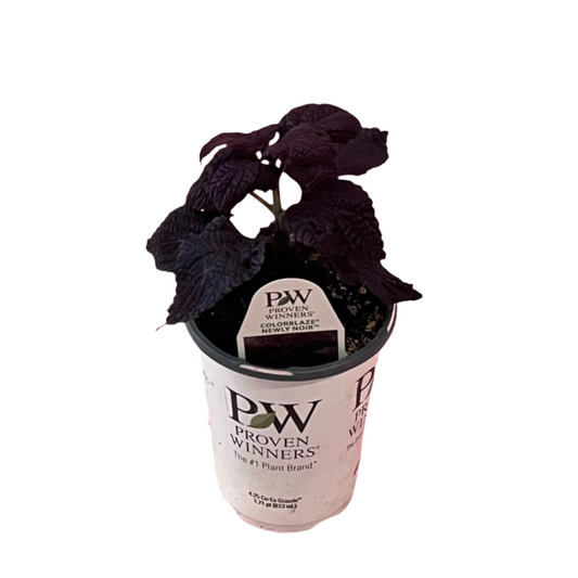 Coleus 'Newly Noir'