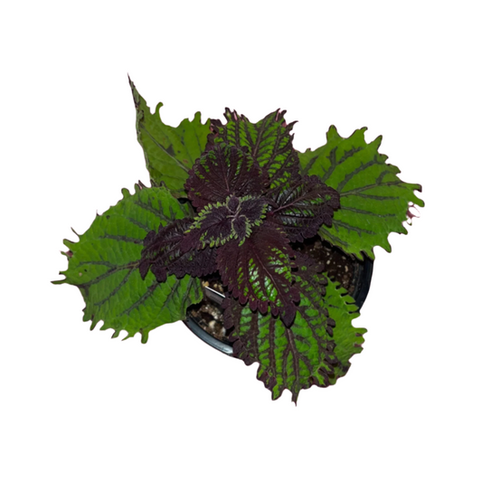 Coleus 'Under The Sea Fish Net'