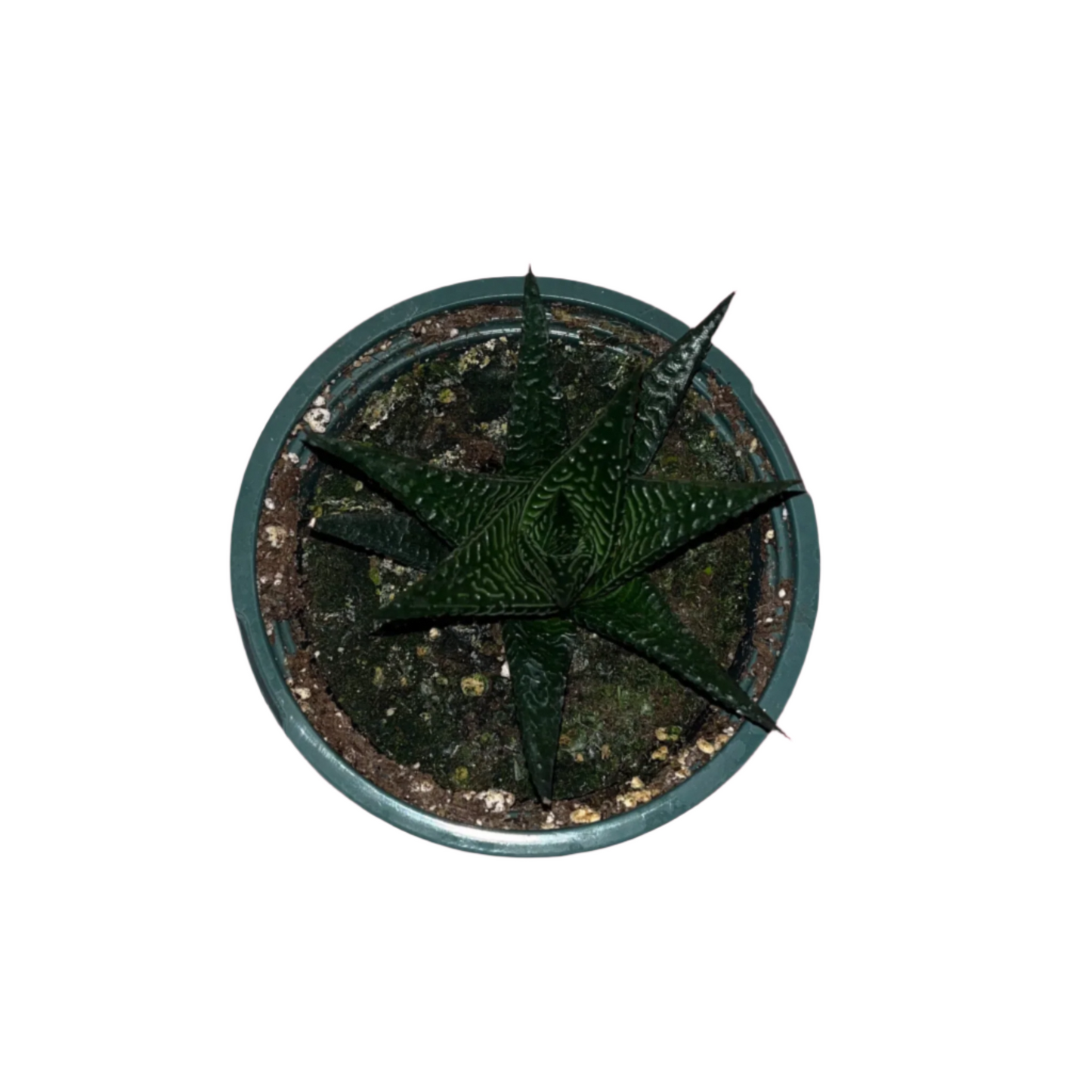 Haworthia