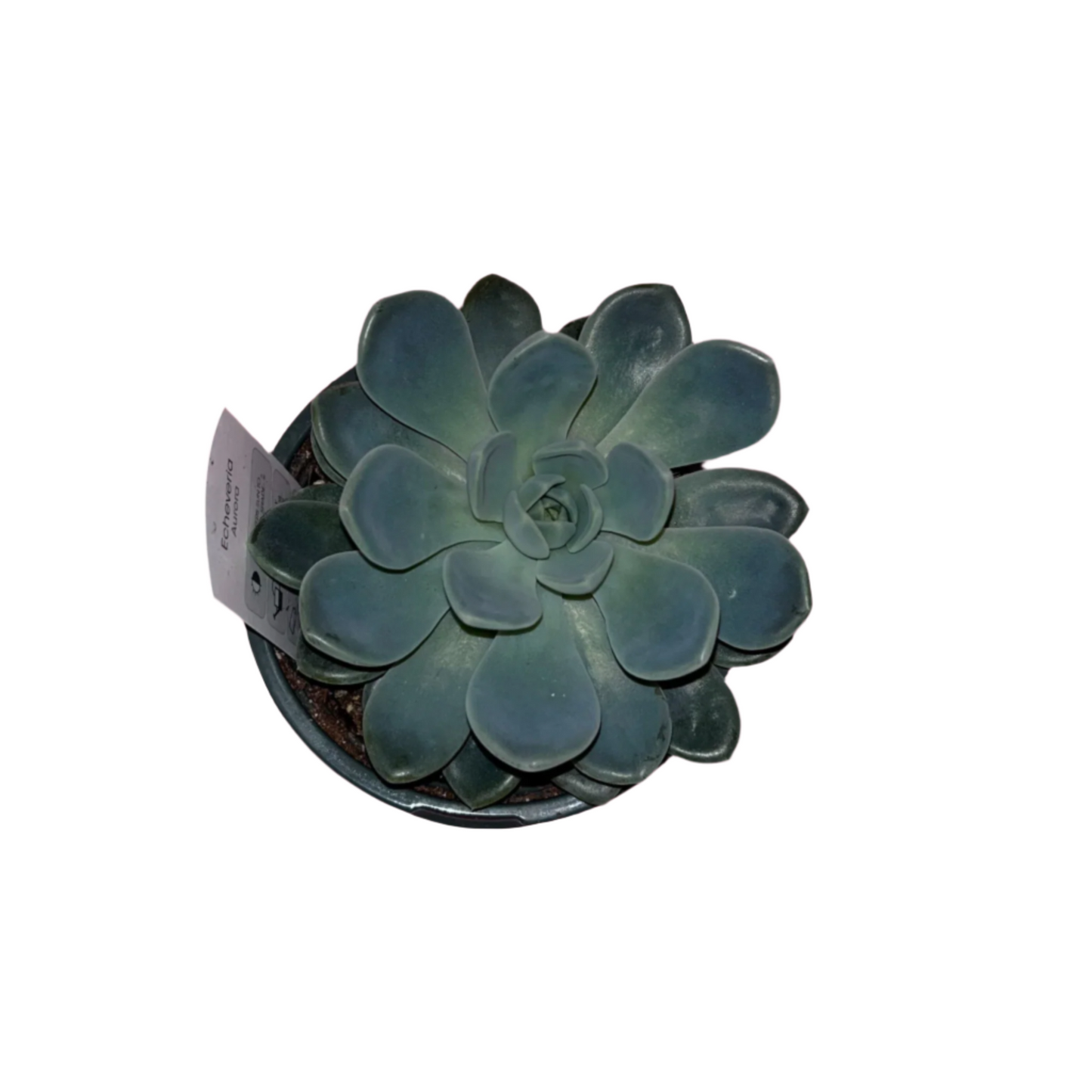 Echeveria 'Aurora'