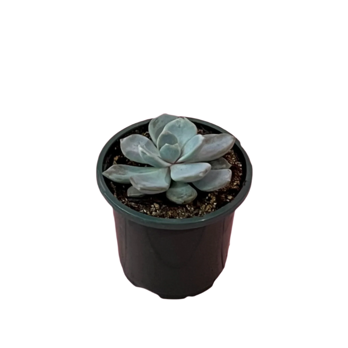 Echeveria