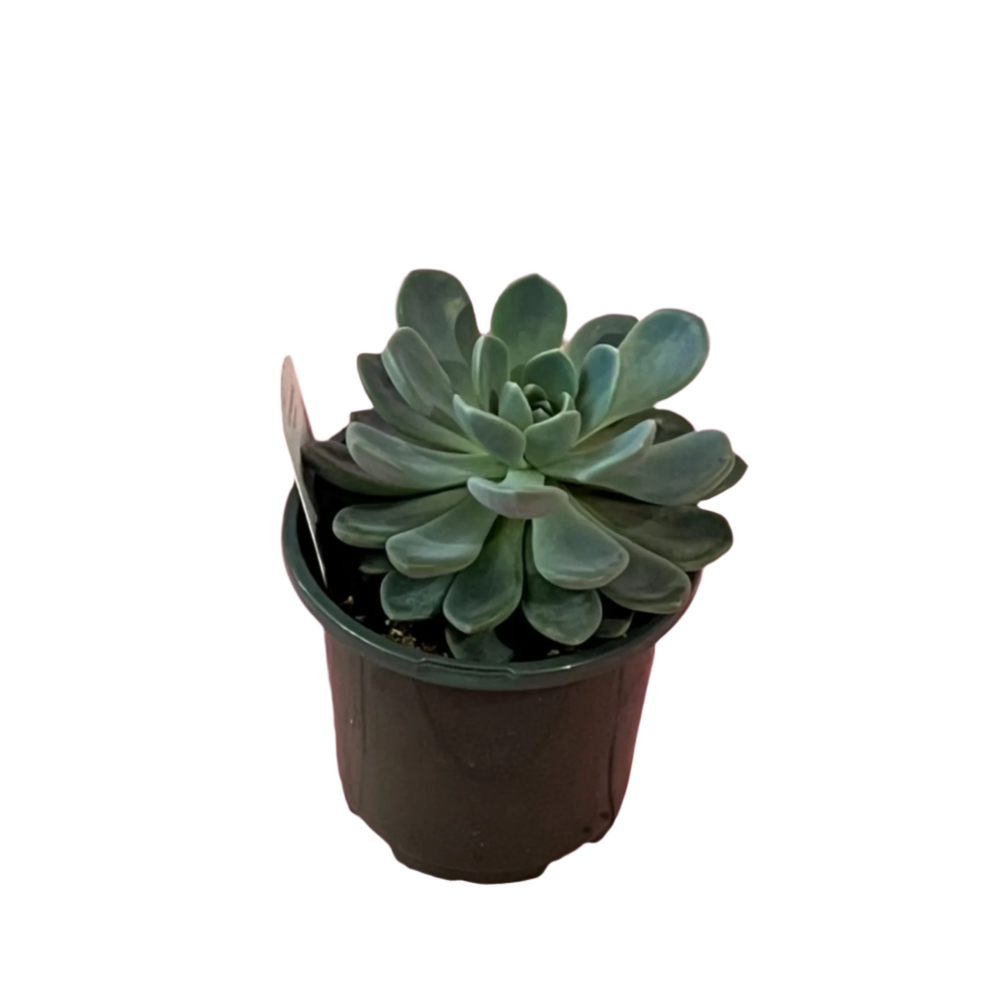 Echeveria 'Aurora'