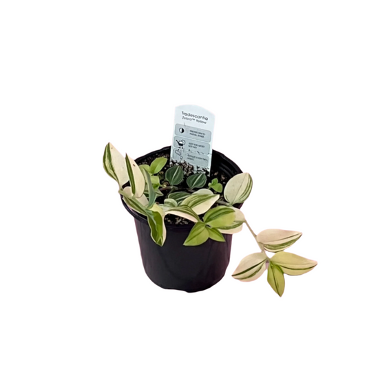Tradescantia 'Zebra Yellow'